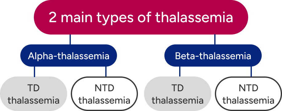 A flowchart with ‘2 main types of thalassemia’ at top, then ‘Alpha-thalassemia’ and ‘Beta-thalassemia,’ and then ‘transfusion-dependent thalassemia’ and ‘non–transfusion-dependent thalassemia’