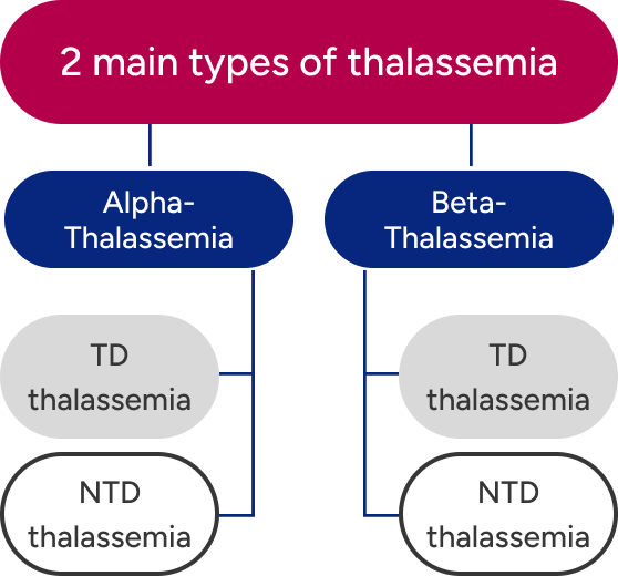 A flowchart with ‘2 main types of thalassemia’ at top, then ‘Alpha-thalassemia’ and ‘Beta-thalassemia,’ and then ‘transfusion-dependent thalassemia’ and ‘non–transfusion-dependent thalassemia’